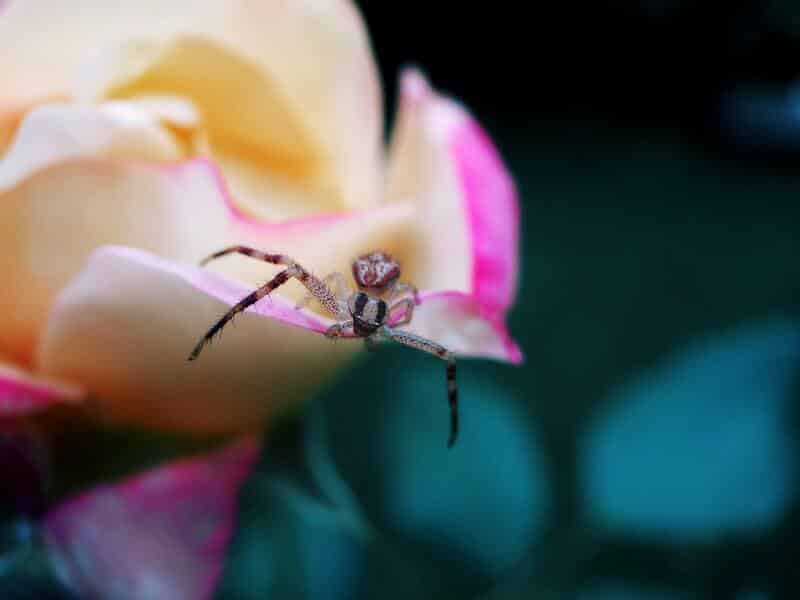 Pink Crab Spiders in Greece