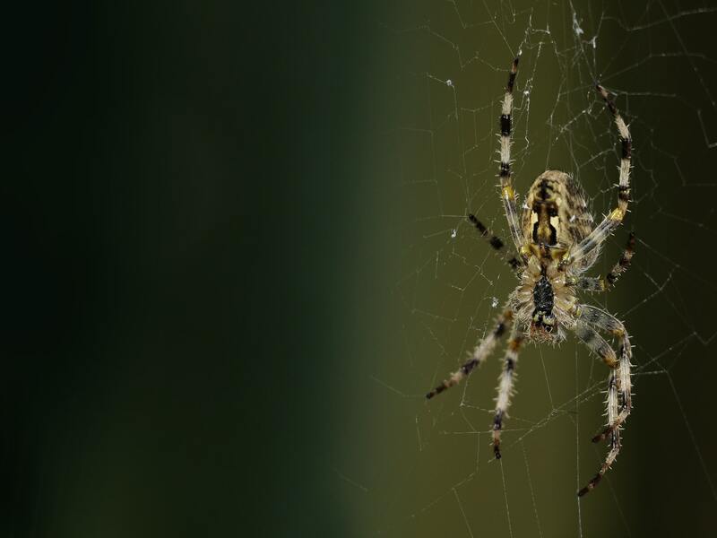 European Nursery Web Spiders in Portugal
