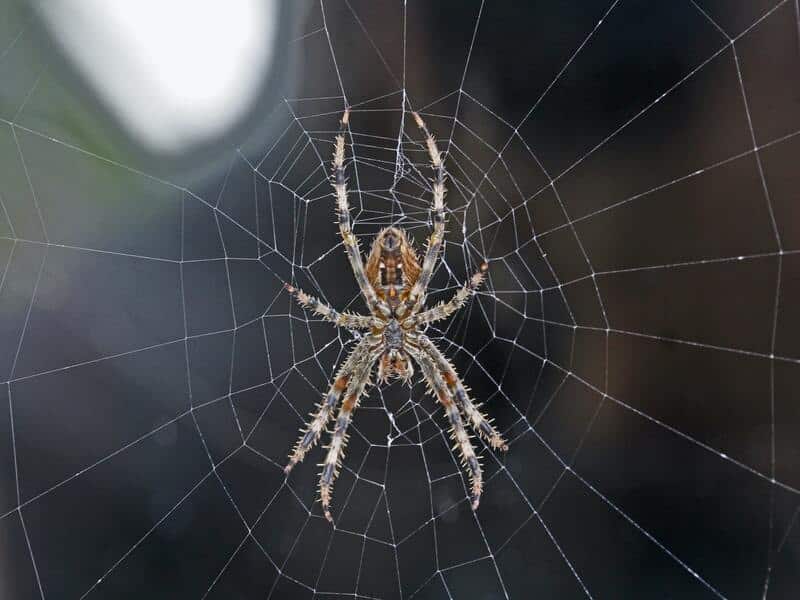 Zoropsis spiders in Greece