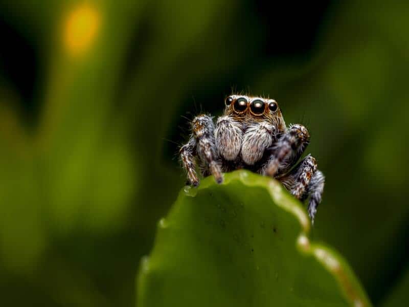 Jumping Spiders in Greece