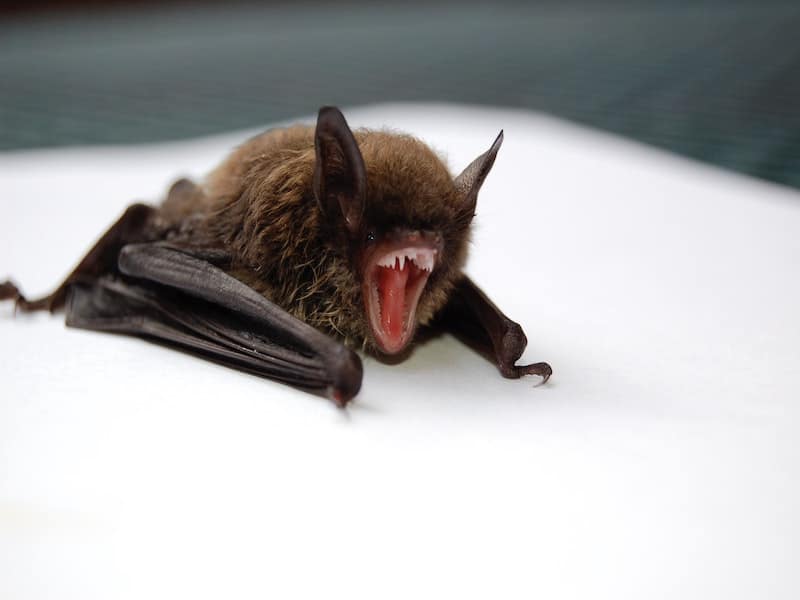 One of three species of bats in Vietnam