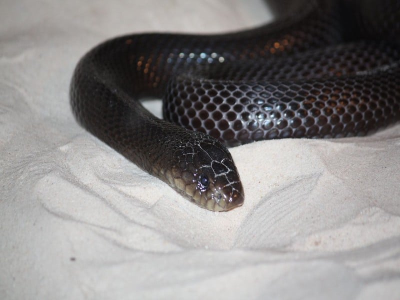 black desert Cobra