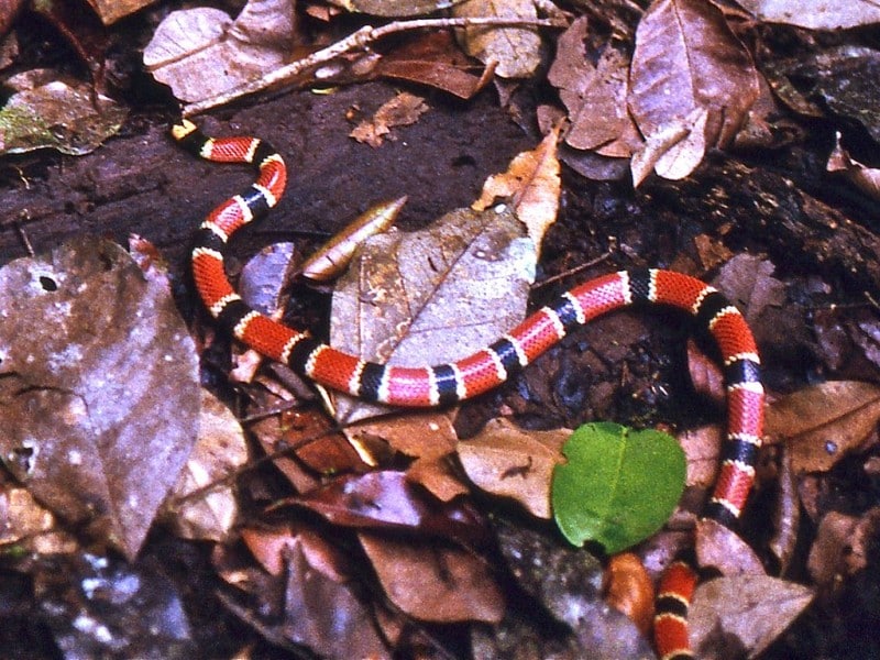 Costa Rican coral snake