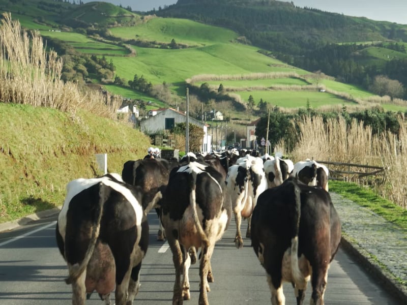 Cows on a road in the Azores