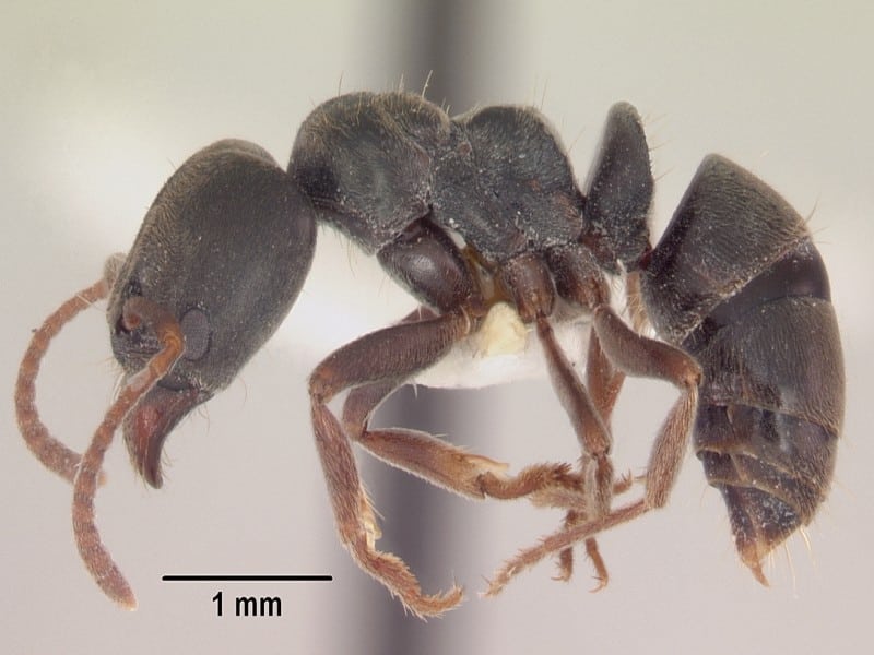 Samsum ant