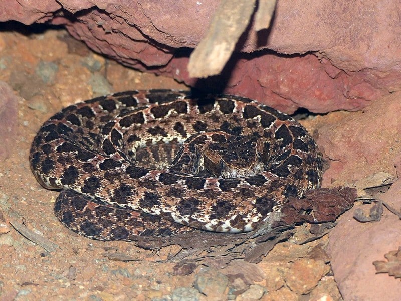 Costa Rican rattlesnake