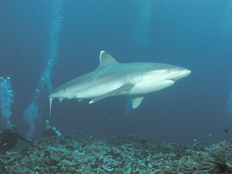Atlantic sharp-nosed shark