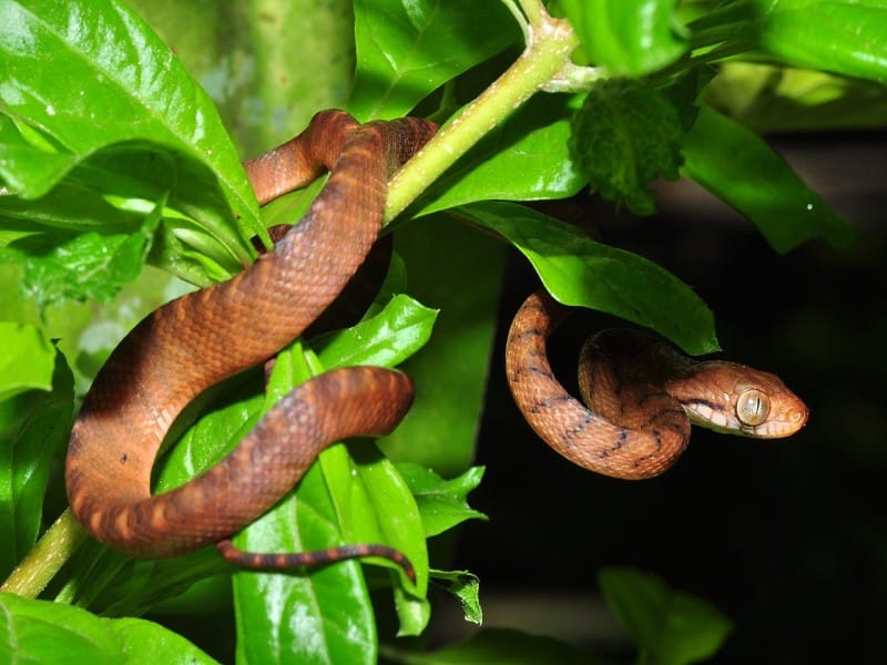 Brown tree snakes