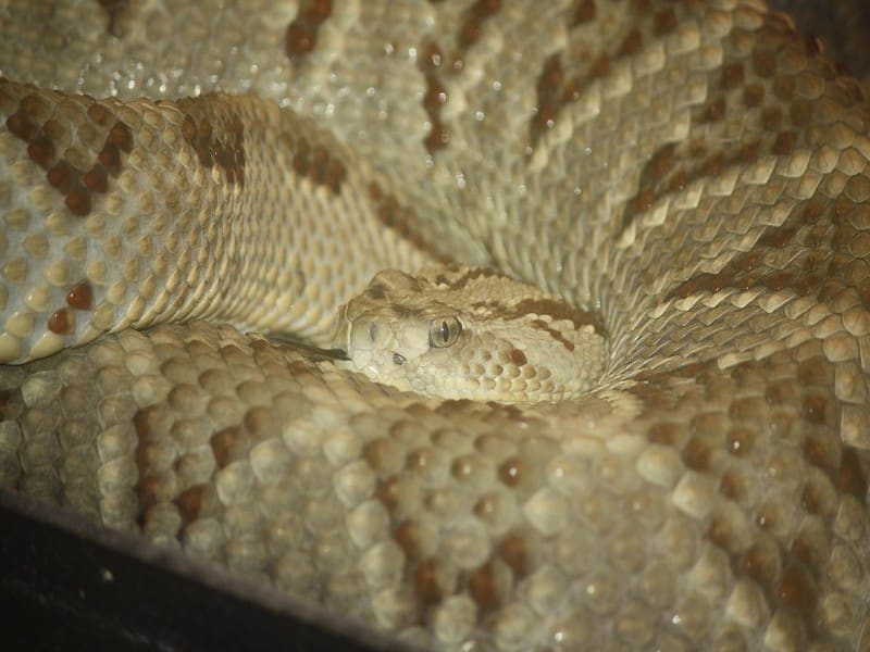 Central American rattlesnake