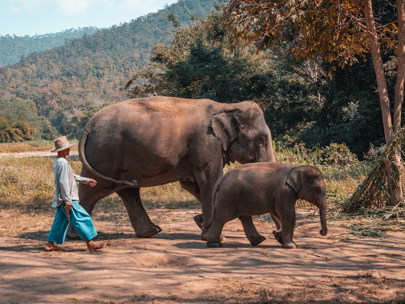 A man with elephants in Chiang Mai