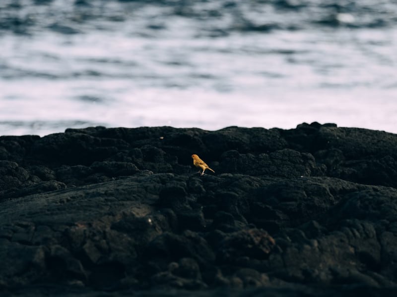 Bird black sand beach Hawaii