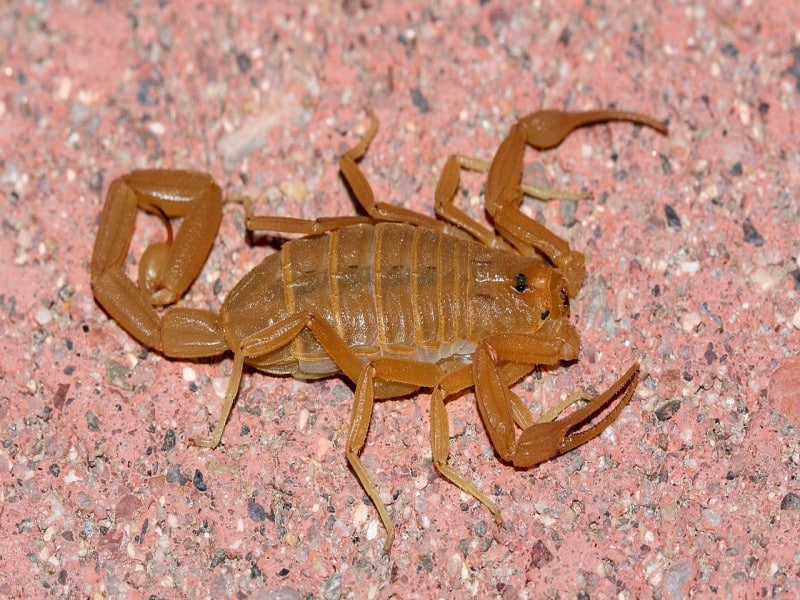 bark scorpion