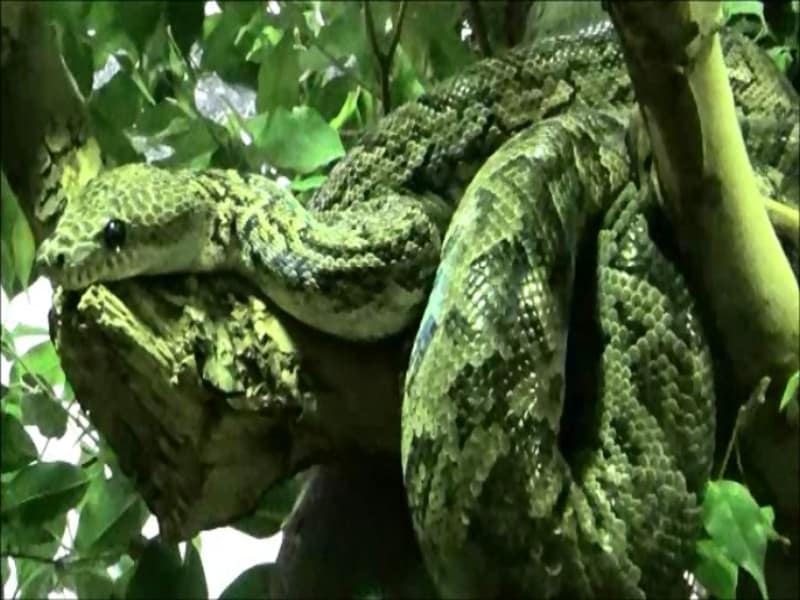 Cuban Boa Snake