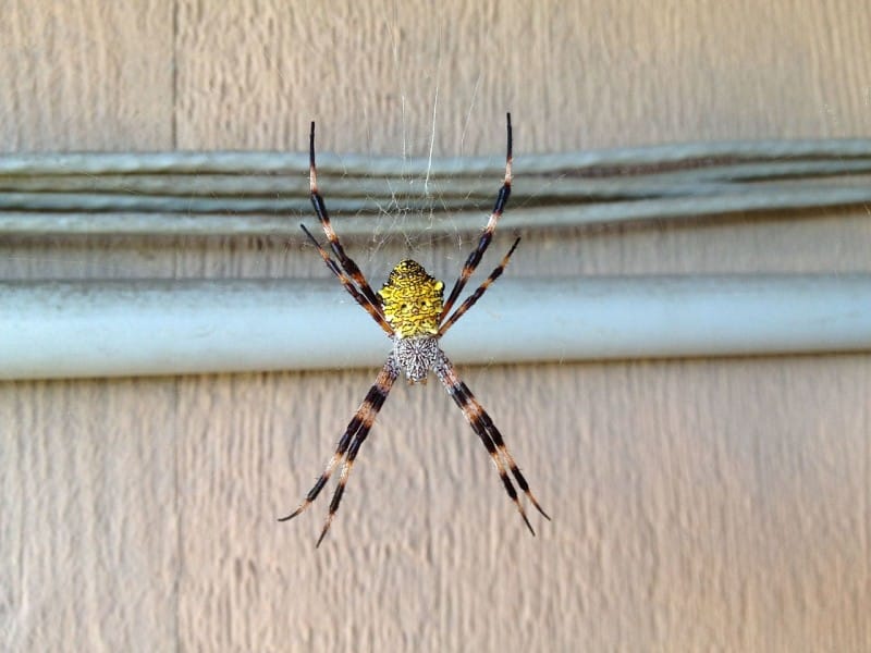 Hawaiian garden spider