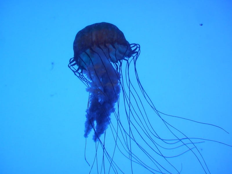 Sea wasp jellyfish