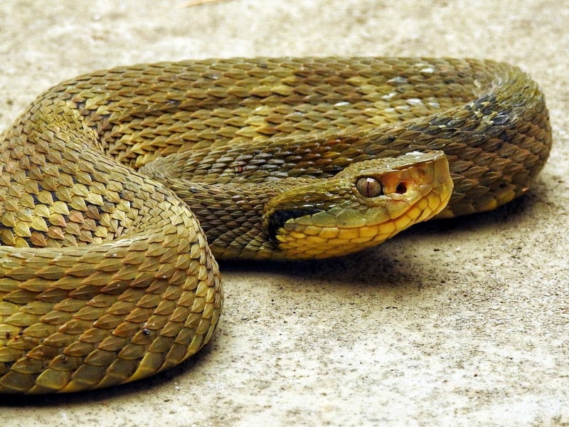 Jararaca snake