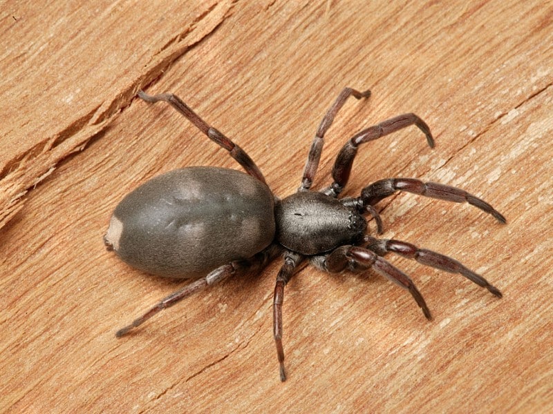 White tailed spider