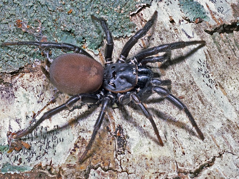 Black tunnelweb spider