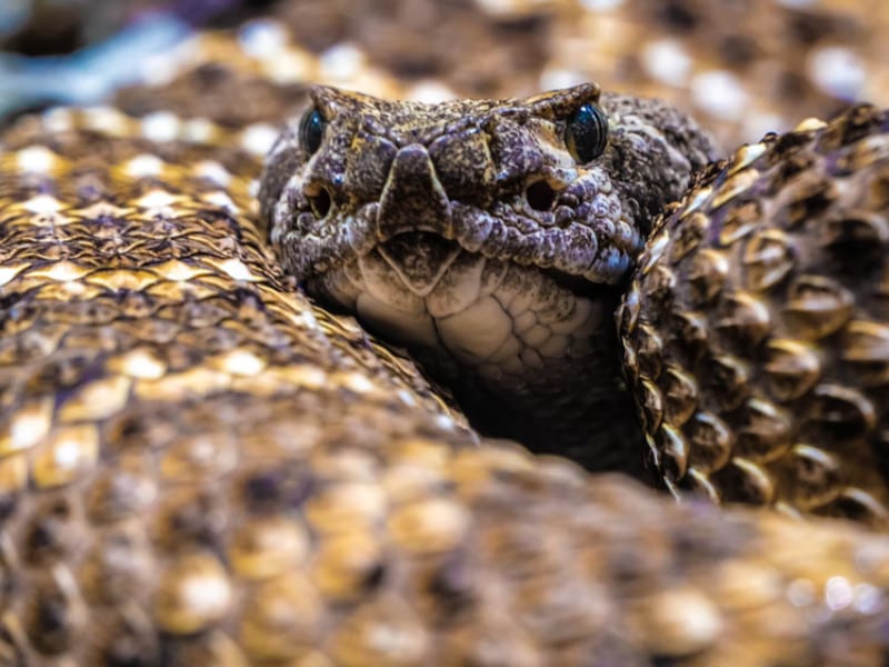 A viper snake