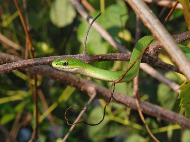 Northern rough green snake