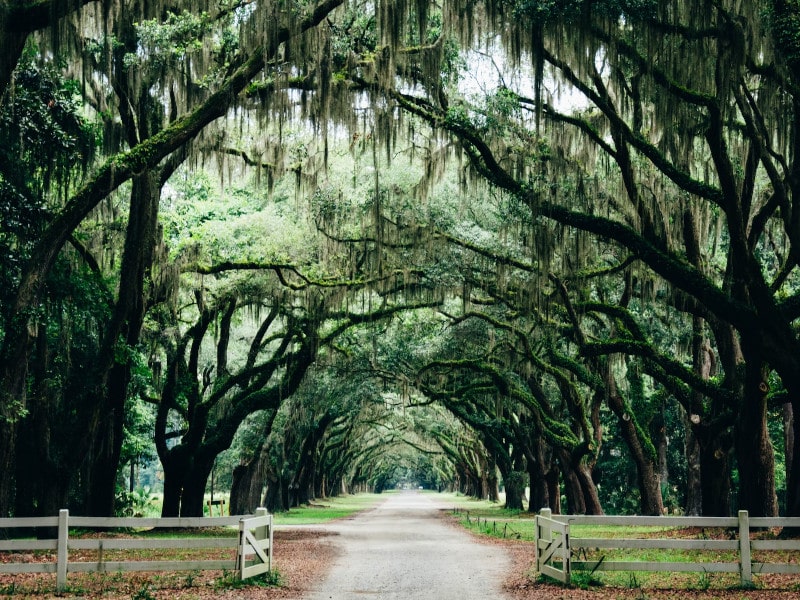 Tree archway Savannah