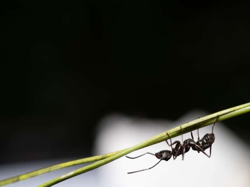 Black ant climbing