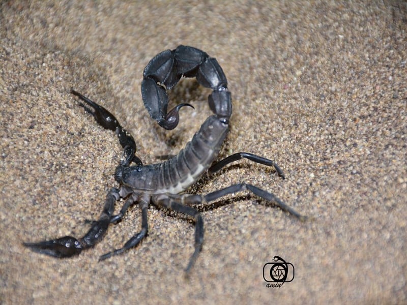 Arabian fat-tailed scorpion