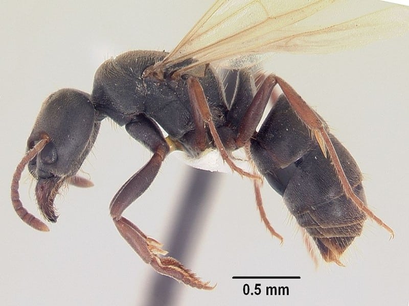 Samsum Ant