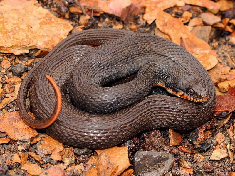 Copper-bellied water snake