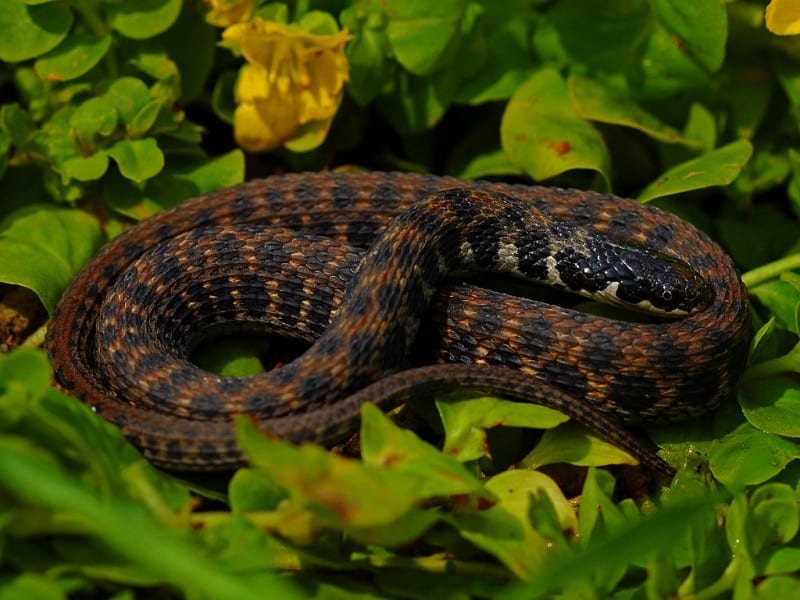 Kirtland’s Snake