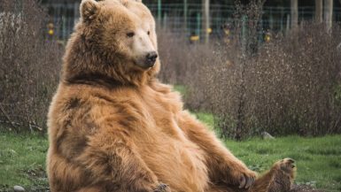 Where To See Bears In Europe