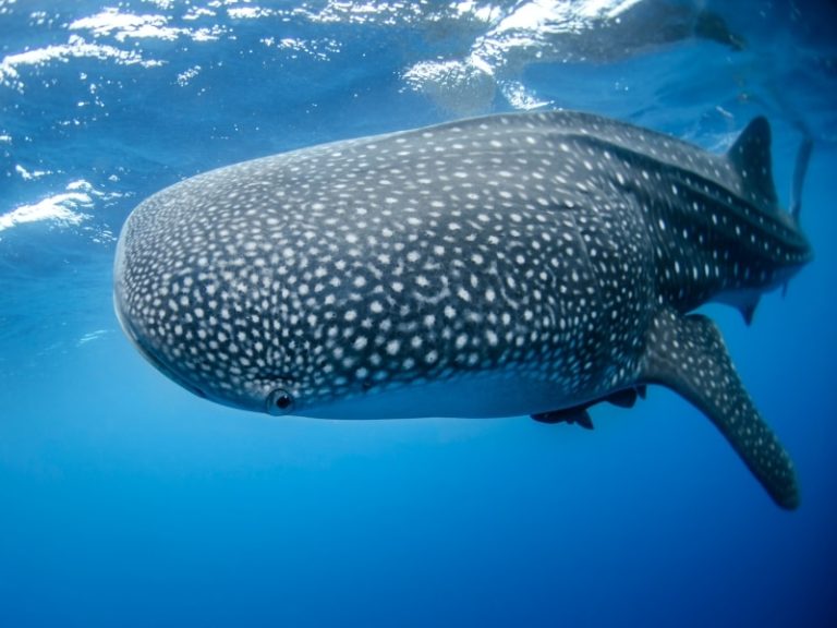 A Guide to the Whale Shark Season in Cozumel