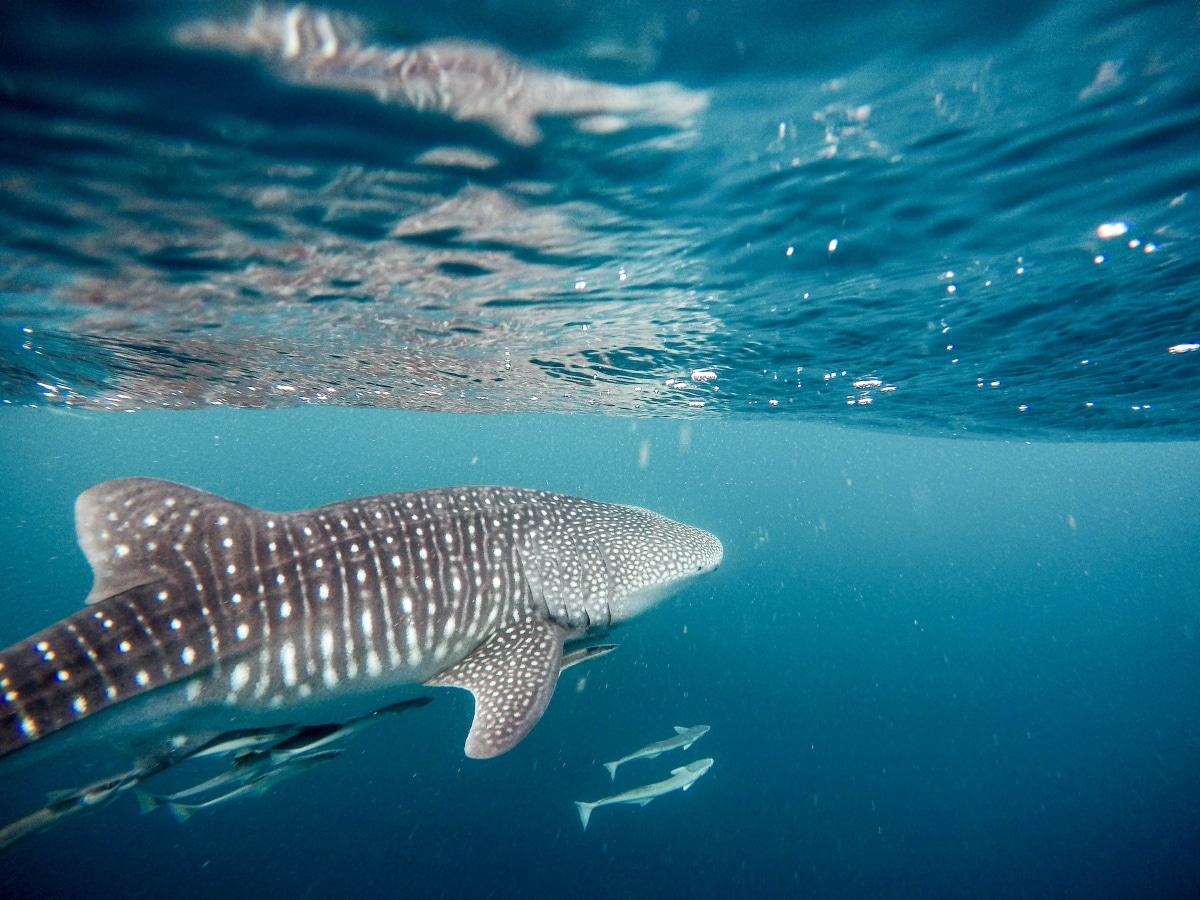 A Guide to the Whale Shark Season in Cozumel